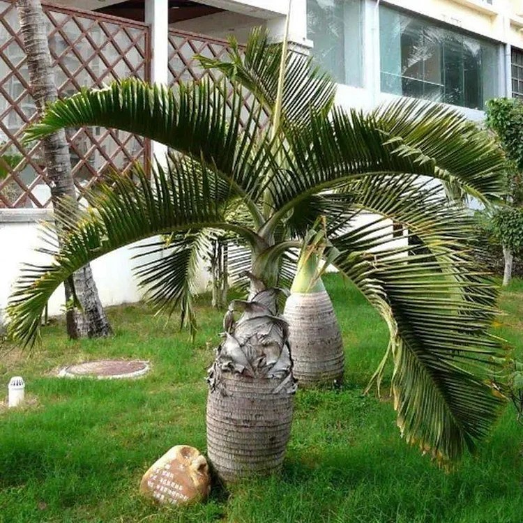 Bottle Palm Seeds