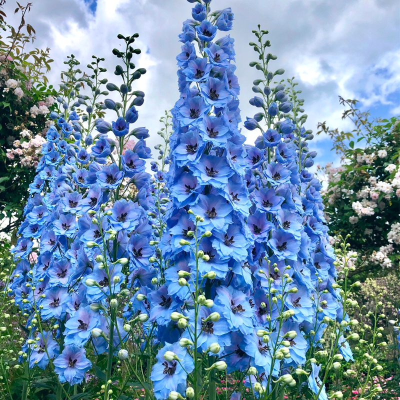 Delphinium Seeds Rosesu®