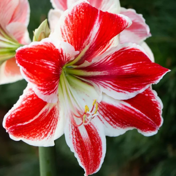 Amaryllis (Hippeastrum)