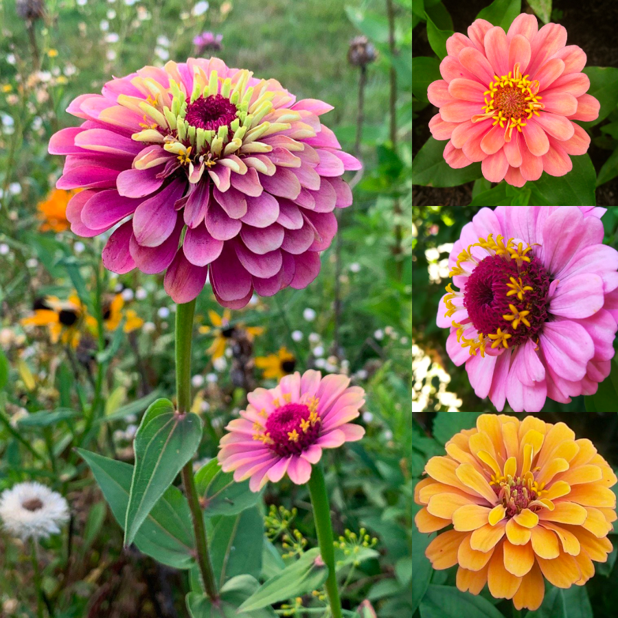 Zinnia Seeds Polar Bear Double Flowered Rosesu®