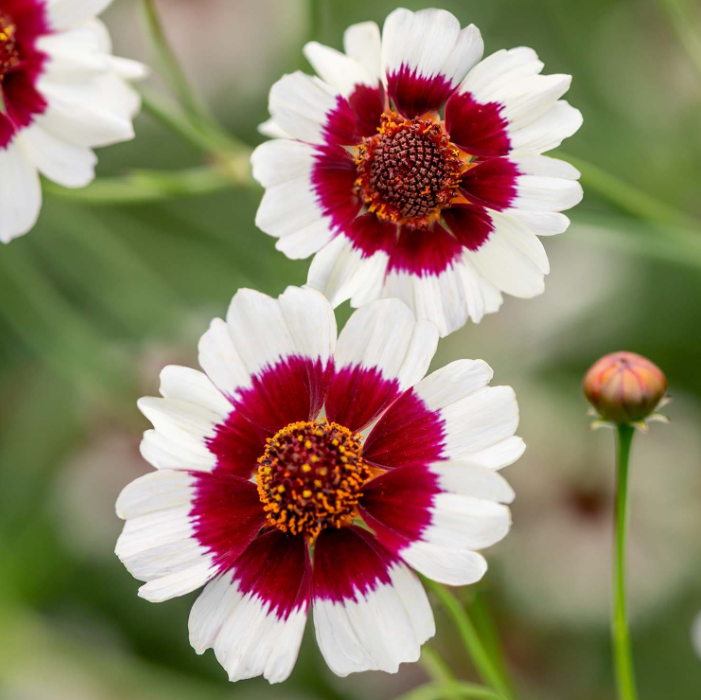 Coreopsis, Ruby Kiss