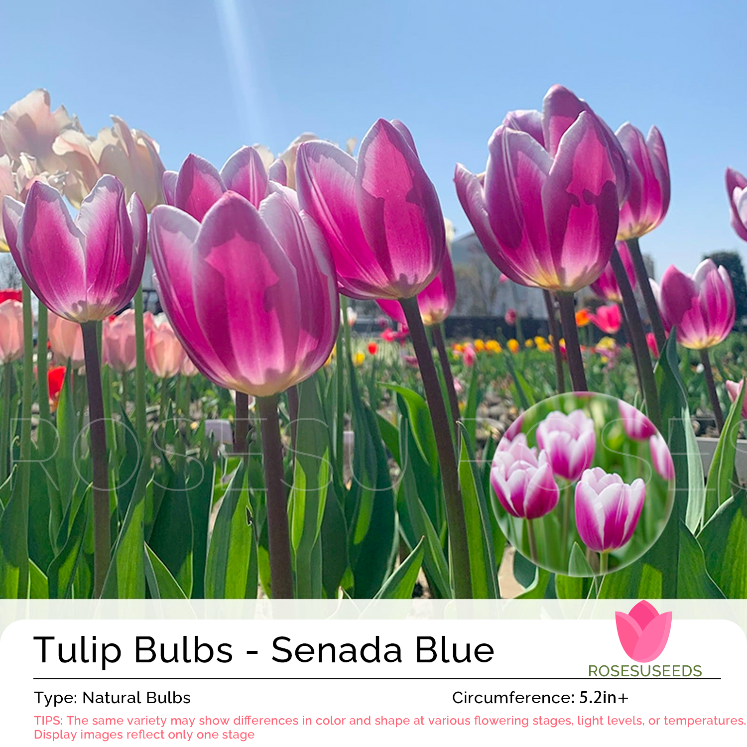 Tulip Bulbs Senada Blue Rosesu®
