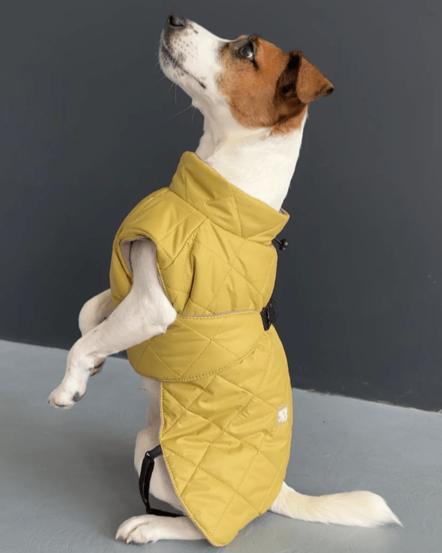 Quilted Dog Coat with Standup Collar