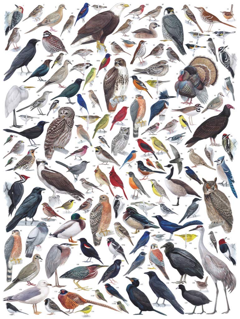 Limited Edition Bird Migration 1000 Pieces Jigsaw Puzzle