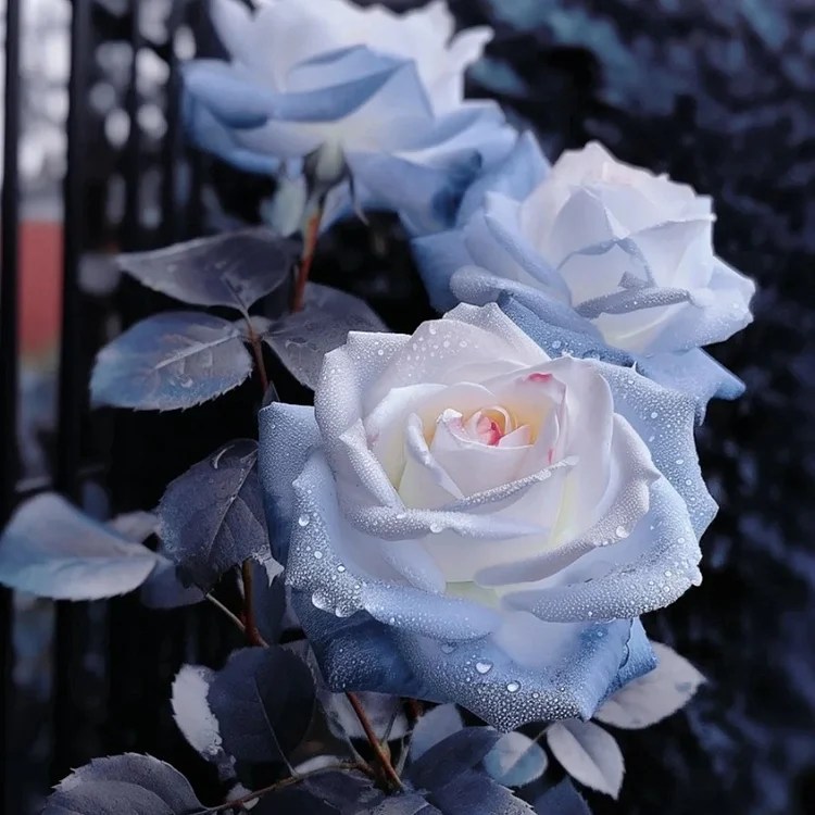 Rare Blue Chill Rose Seeds
