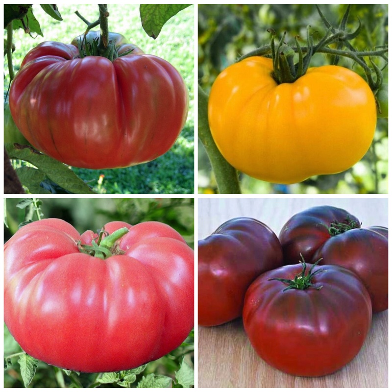 Organic Brandywine Tomato Seeds