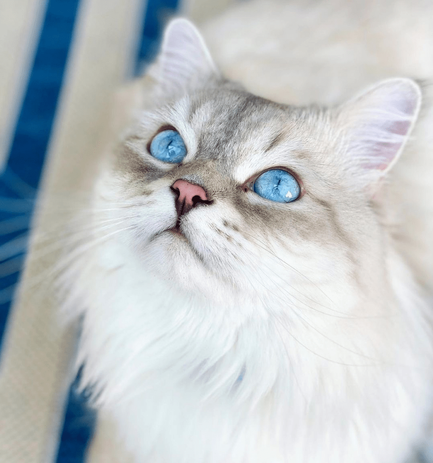 Common diseases in breed cats