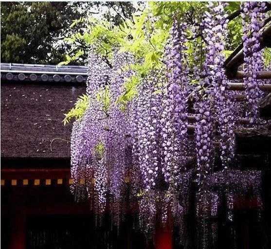 20Pcs Purple Wisteria Flower Seeds Wisteria Sinensis DIY Home Garden