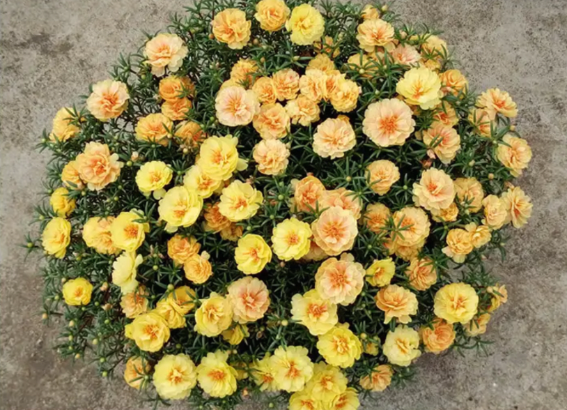 How to Grow Moss Roses