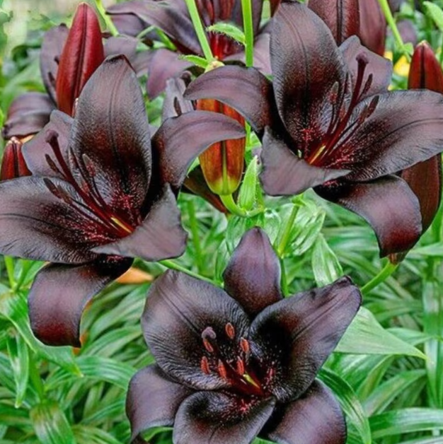 🔥🔥🔥Landini Asiatic Lily Blooming Size Bulb for Beautiful Black Lily
