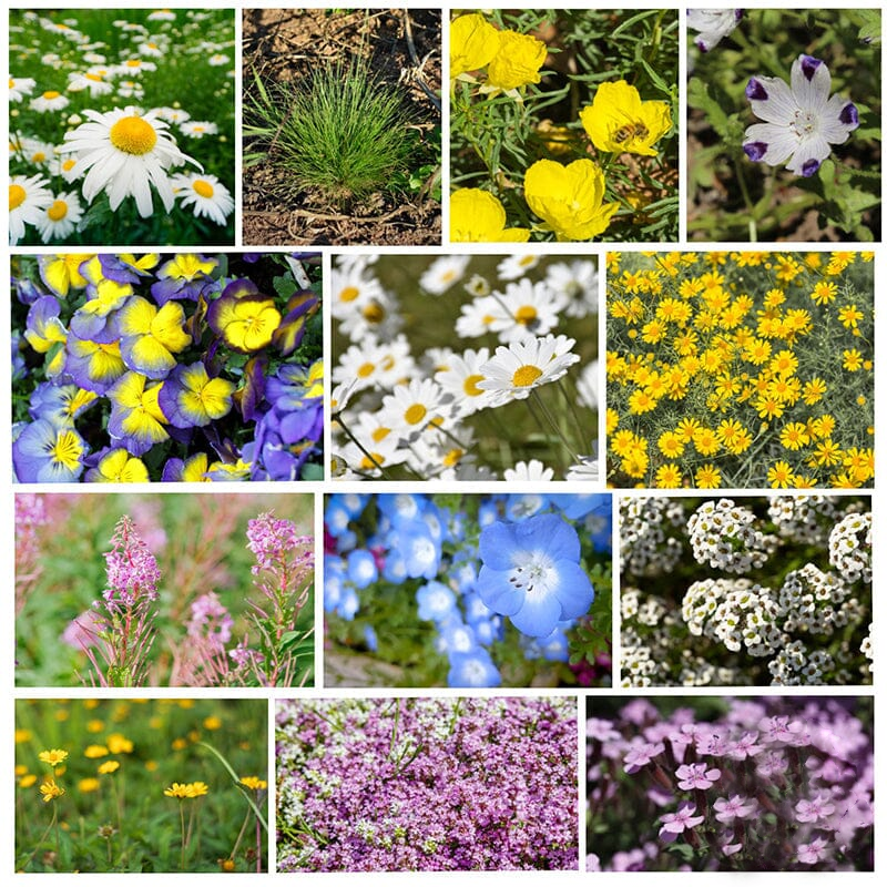 Alternative Lawn Seeds Wildflower Seeds Mix