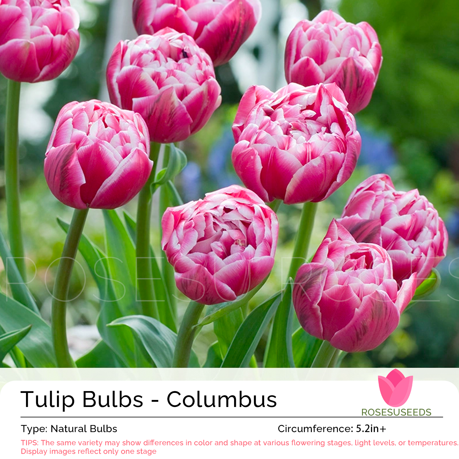 Tulip Bulbs Columbus Rosesu®