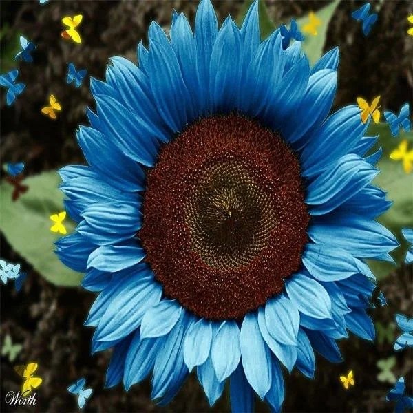 Bright Blue Sunflower Seeds