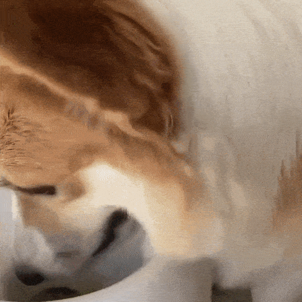 Automatic Dog Tennis Ball Launcher