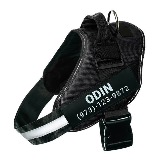 Collars, Harnesses & Leashes