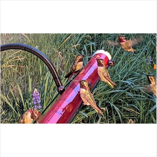 Anna's Best Hummingbird Feeder 24oz / 48oz