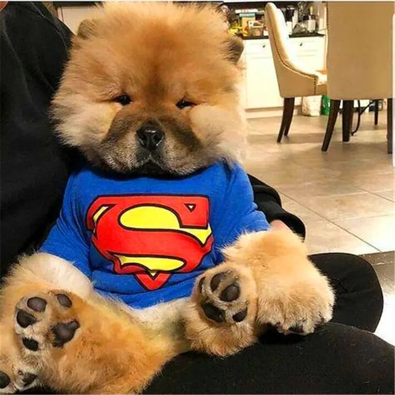 null A Chow Chow puppies & Kaka of pearlgobuydj