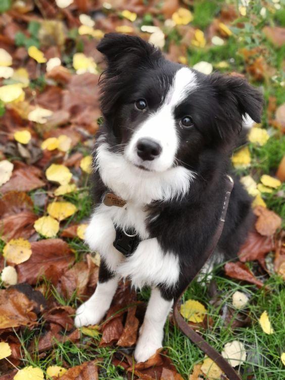 Realistic Border Collie