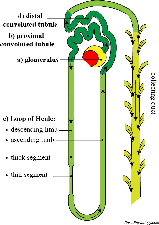 The Structure And Function Of A Nephron Steve Gallik