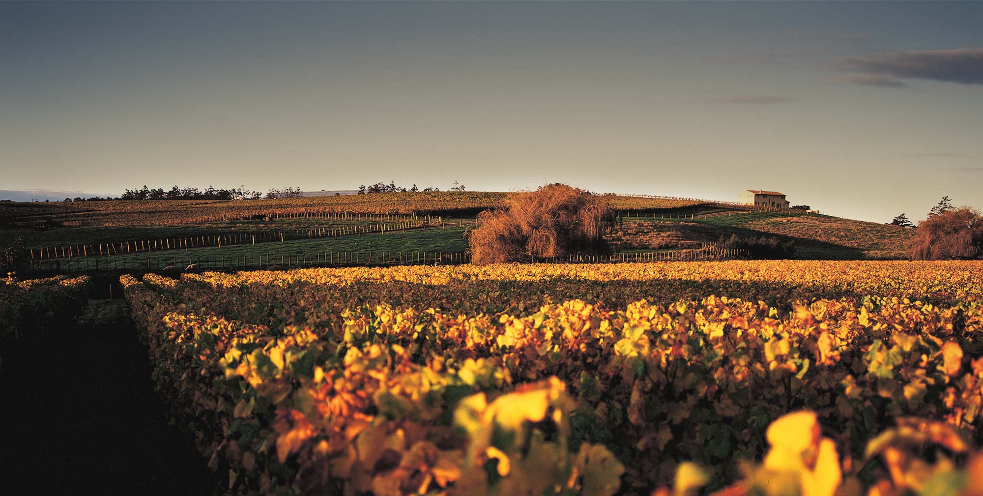新西兰两家顶尖风土名庄Kumeu River 与 TWR庄主品鉴大师班知味葡萄酒