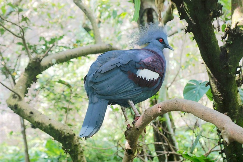 【台北市立動物園|木柵動物園】生態鳥園＆水禽區