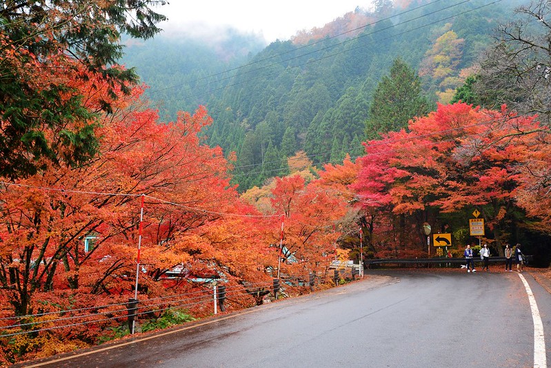 【日本．岡山】奧津溪谷賞楓