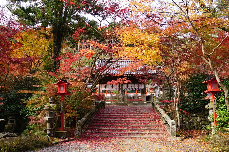 【京都】鍬山神社。11月初紅葉見頃，悠閒賞楓景點