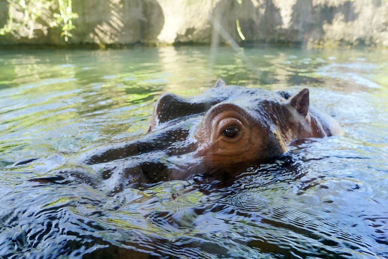 【台北市立動物園|木柵動物園】非洲動物區