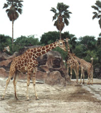 Gladys Porter Zoo, Brownsville Texas Monthly