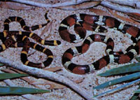 Texas Tidbits Texas Monthly