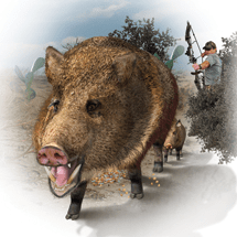 How to Hunt Javelina Texas Monthly