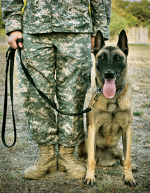 How Much Does It Cost To Train A Navy Seal Dog