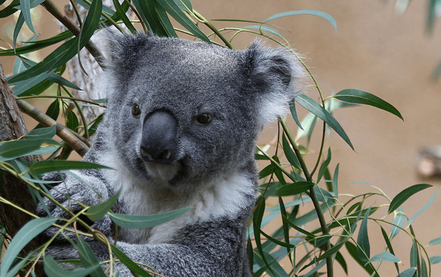 Dallas Zoo’s Koala Drought is Over Texas Monthly