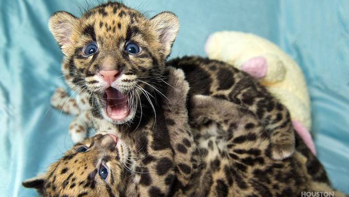 Meet The Houston Zoo's (Adorable) Clouded Leopard Cubs Texas Monthly