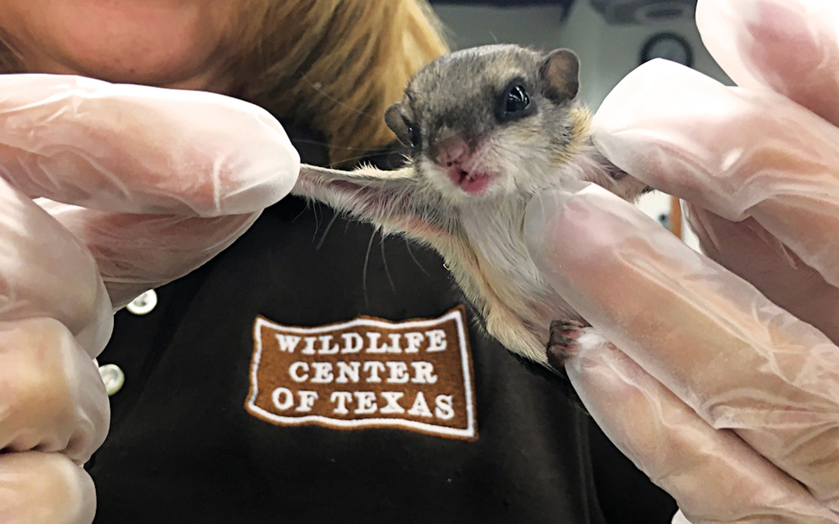Meet the Baby Beavers, Squirrels and Ducklings Saved