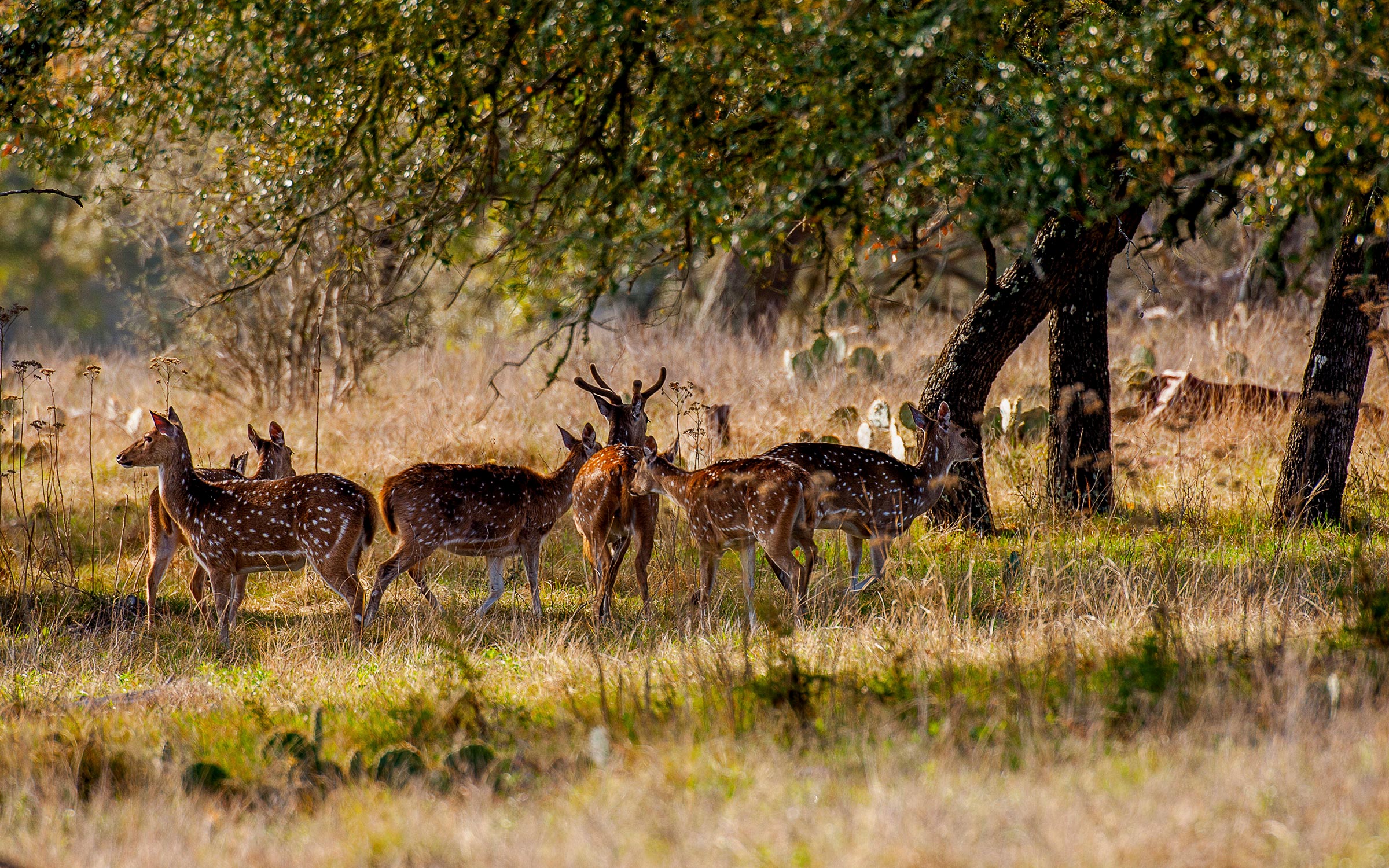Axis Deer Had Overrun the Hill Country. The Winter Storm Devastated