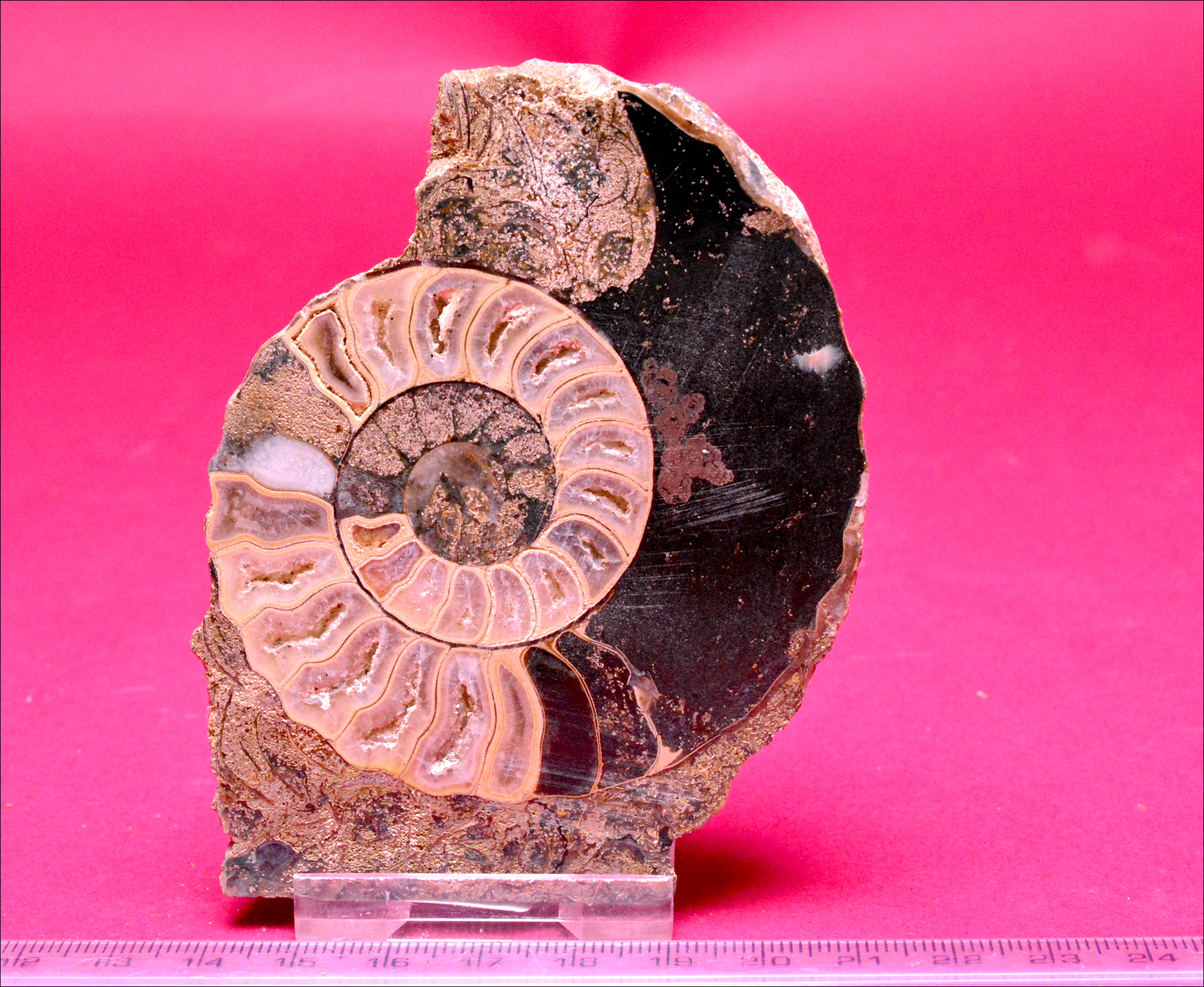 The Value Of Ammonites Thales Learning & Development