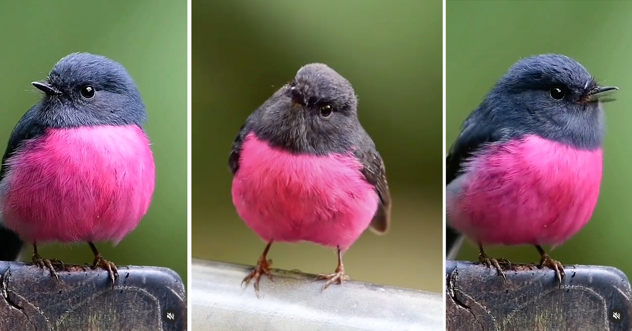 Australian Photographer Captures Video of Elusive Pink Robin in