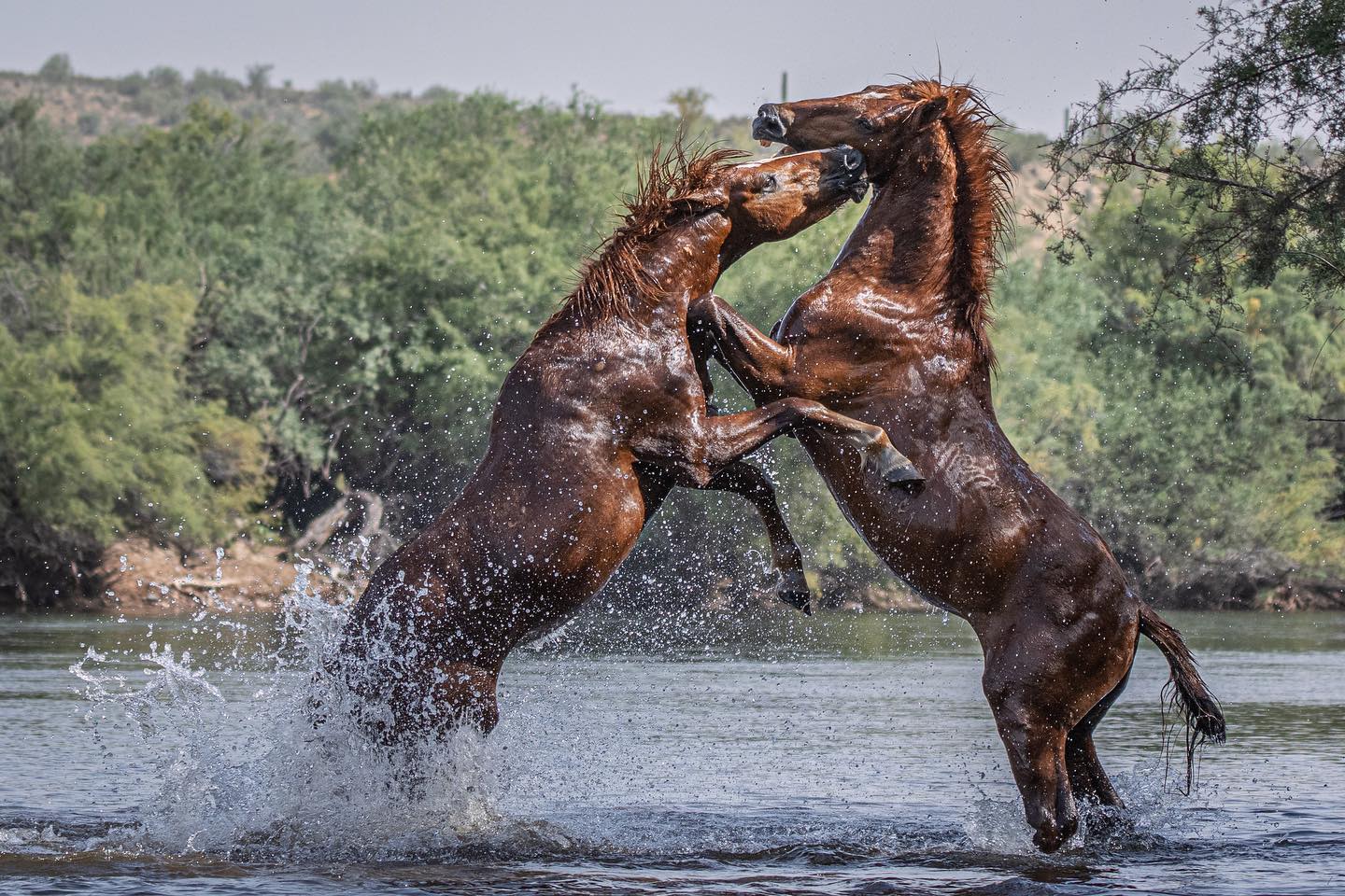 Photographer Braves Snakes and Arizona Heat to Take Incredible Shots of