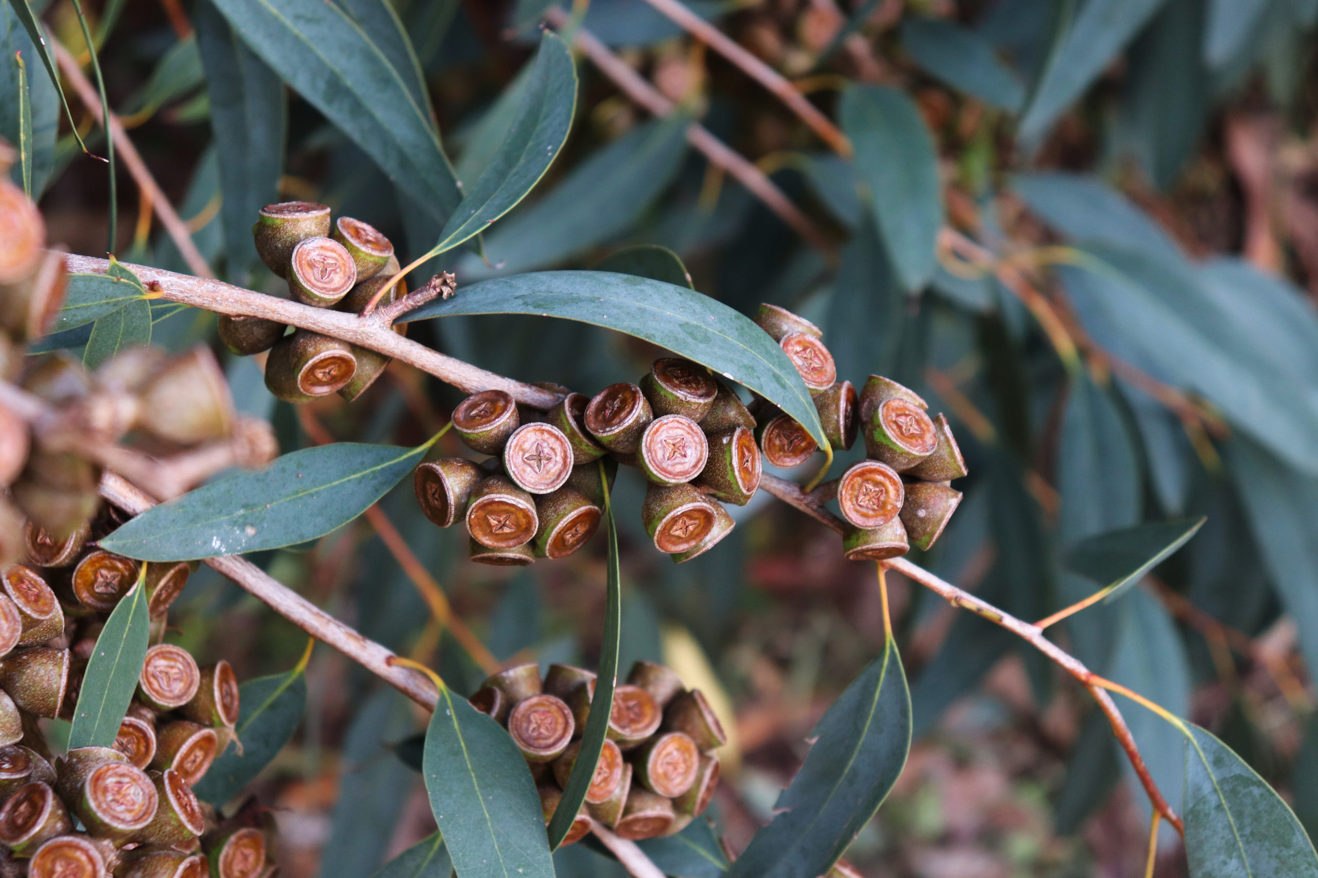 How To Shop For Eucalyptus Plants Online
