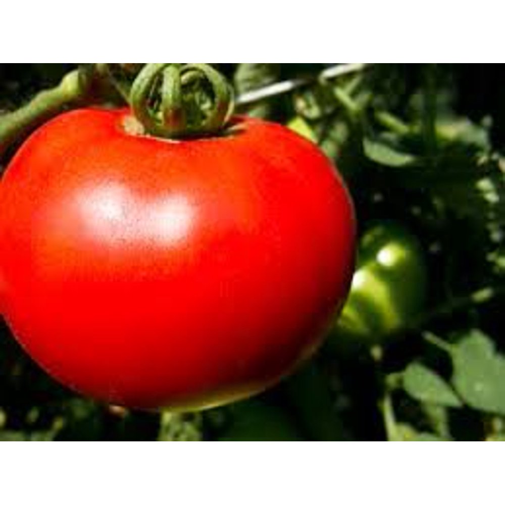 Mountain Fresh Tomato Plants A Popular Choice For Gardeners