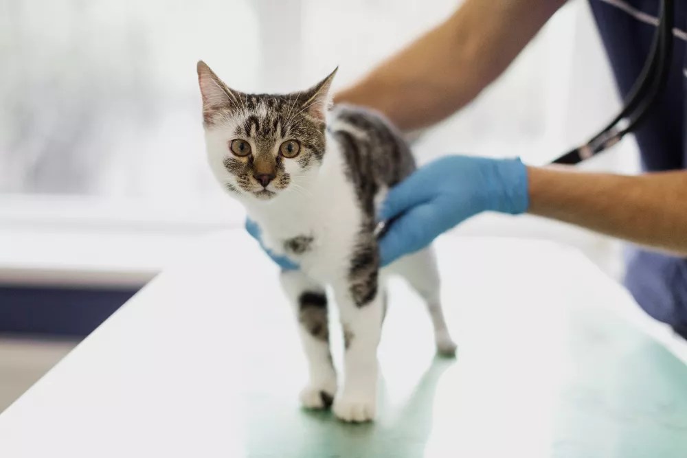 ≡ Cat Fleas and Ticks How to get rid of Fleas on Cat (Vet Advice)
