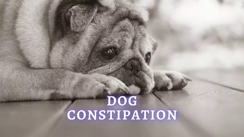 What To Do If Your Dog Is Constipated? (Vet Approved Advice)