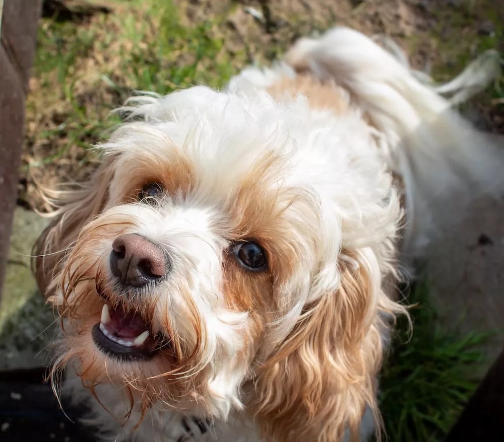 Cavachon Dog Breed Information and Characteristics ThePets