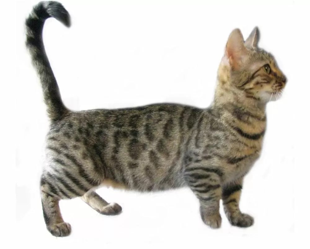 10 Cat Breeds With Short Legs (With Photos) Animals Product