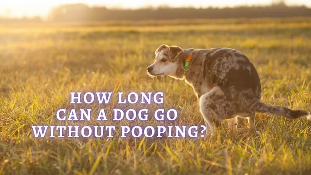 Why Is My Dog Pooping In The Middle Of The Night at Helen Pullen blog