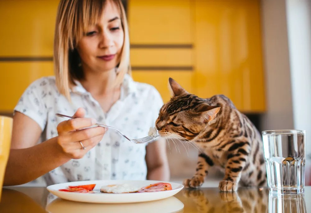 Cat Nutrition Requirements What to look for in Cat Food Ingredients