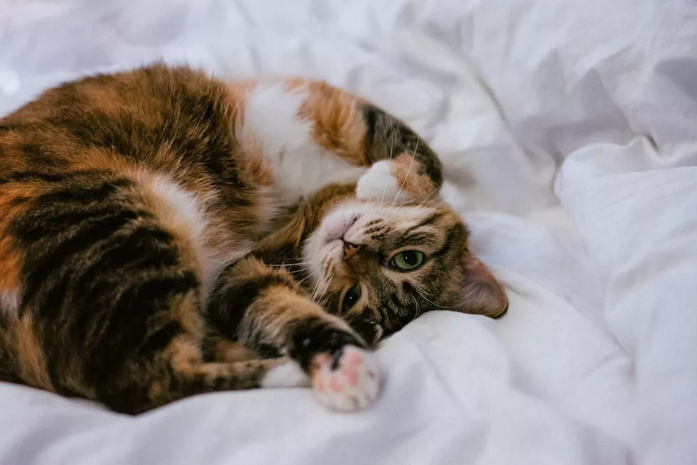 Constipation in Cats Signs, Home Remedies and Prevention