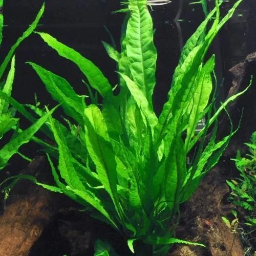 Best Freshwater Aquarium Plants 15 Live Plants for Freshwater Aquarium