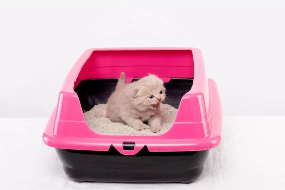 ᐉ How to Clean a Litter Box How often should you Change Cat Litter?